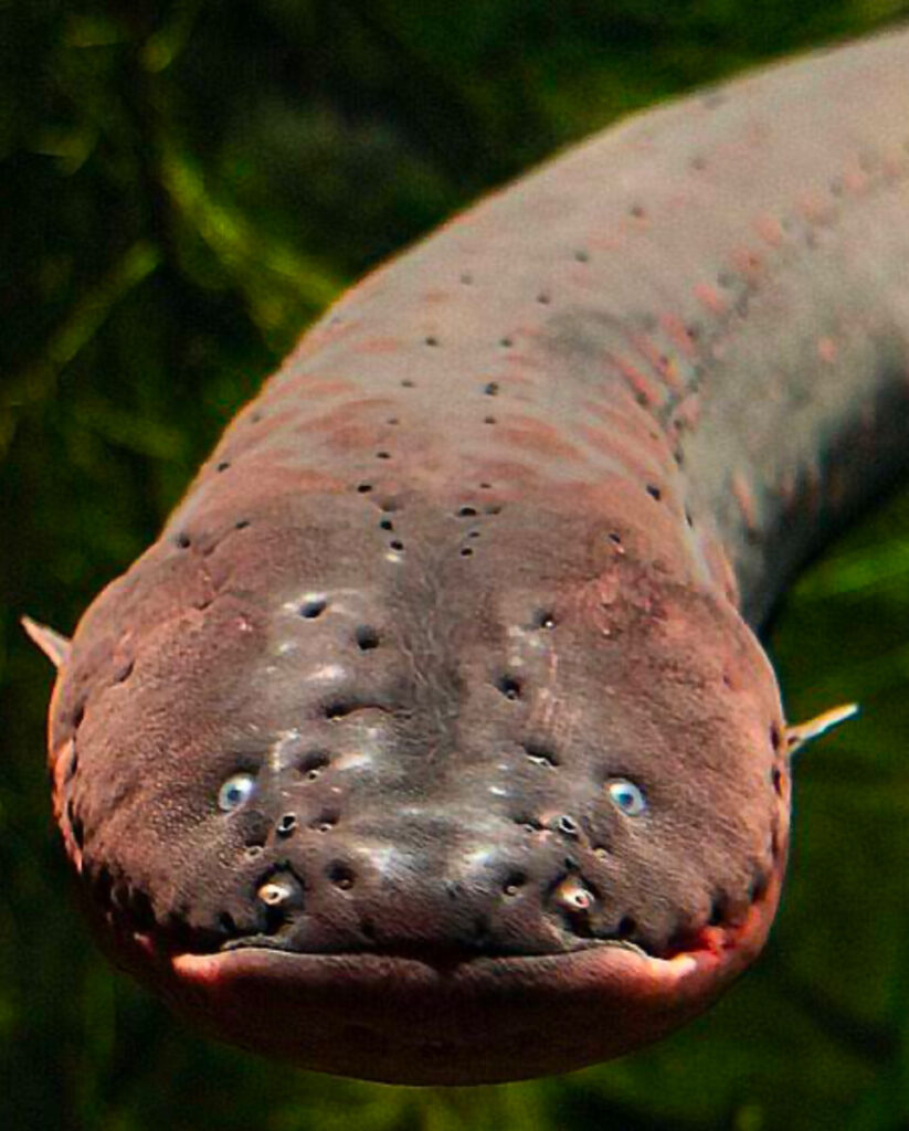 A close up of the head of an electric eel facing the camera with its tiny fins visible at either side of its face.