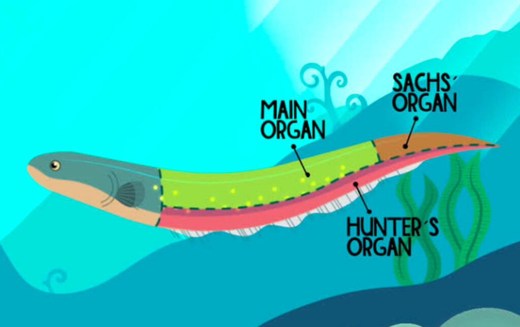 A diagram showing how Electric eels have three organs for creating shocks.