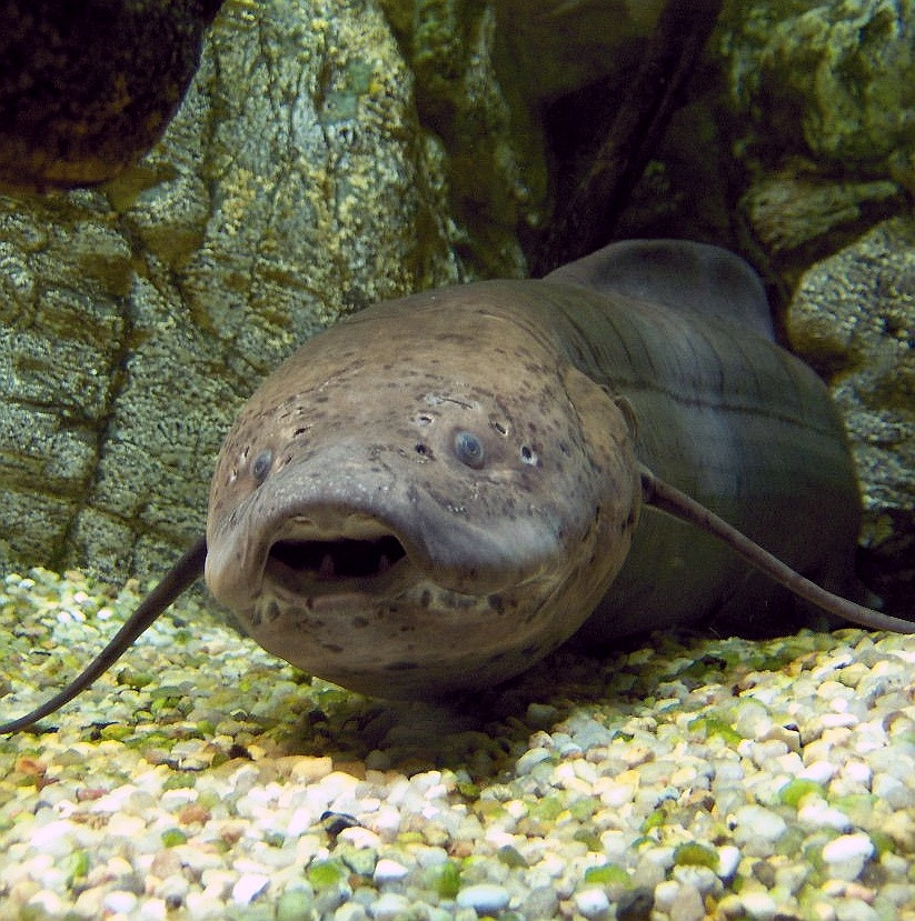 A lungfish emerging from a crevice in between a few rocks.