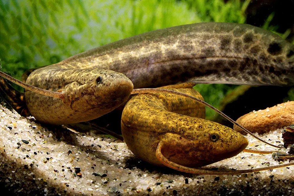 Two Young African Lungfish in their planted tank.