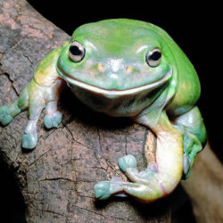 Australian Green Tree Frog (Litoria Caerulea): Hardy, Docile Amphibian for Beginners