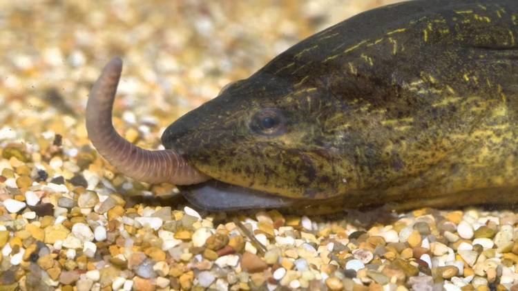 An Asian Swamp eels eating a live earthworm.