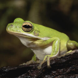 American Green Tree Frog (Hyla cinerea): Small, Vibrant, and Active Pet Frog