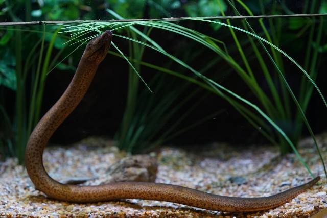 An Asian Swamp Eel in a well aquascaped tank.