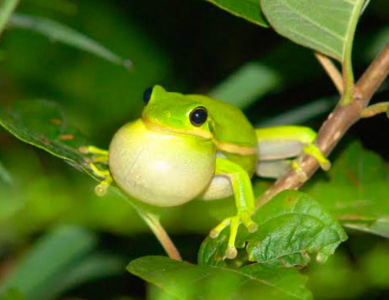 An American Green Tree Frog mid croak.