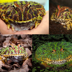 Pacman Frog (Ceratophrys Ornata): Colorful, Voracious, and Stationary Pet Amphibian