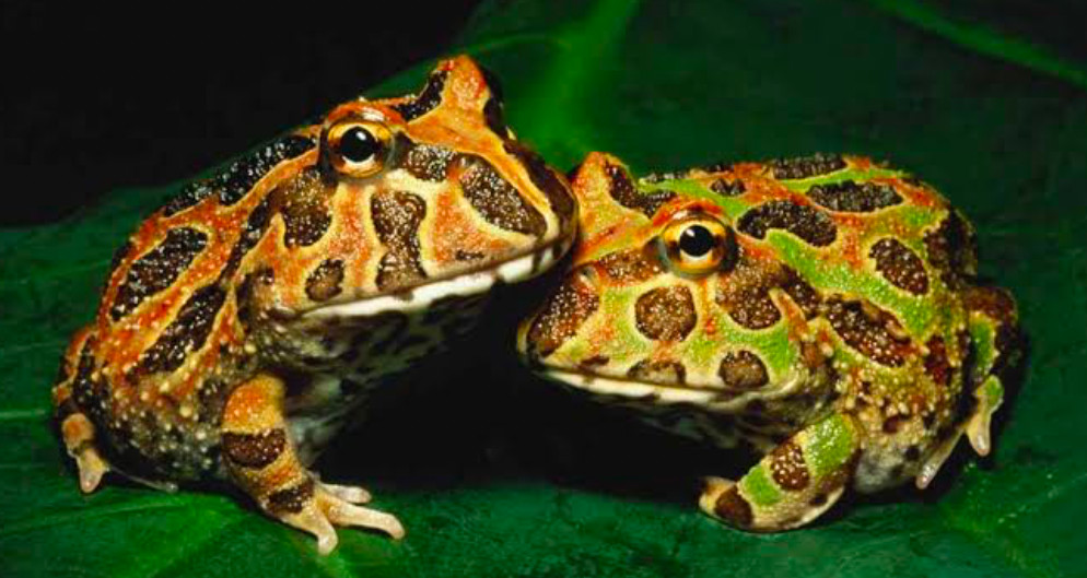 Two Pacman Frogs resting on a leaf.