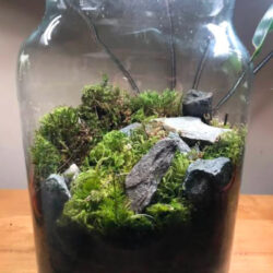 Jarrarium Dry Start Method 101: A Beginner’s Guide to Growing Carpet Plants Without Water