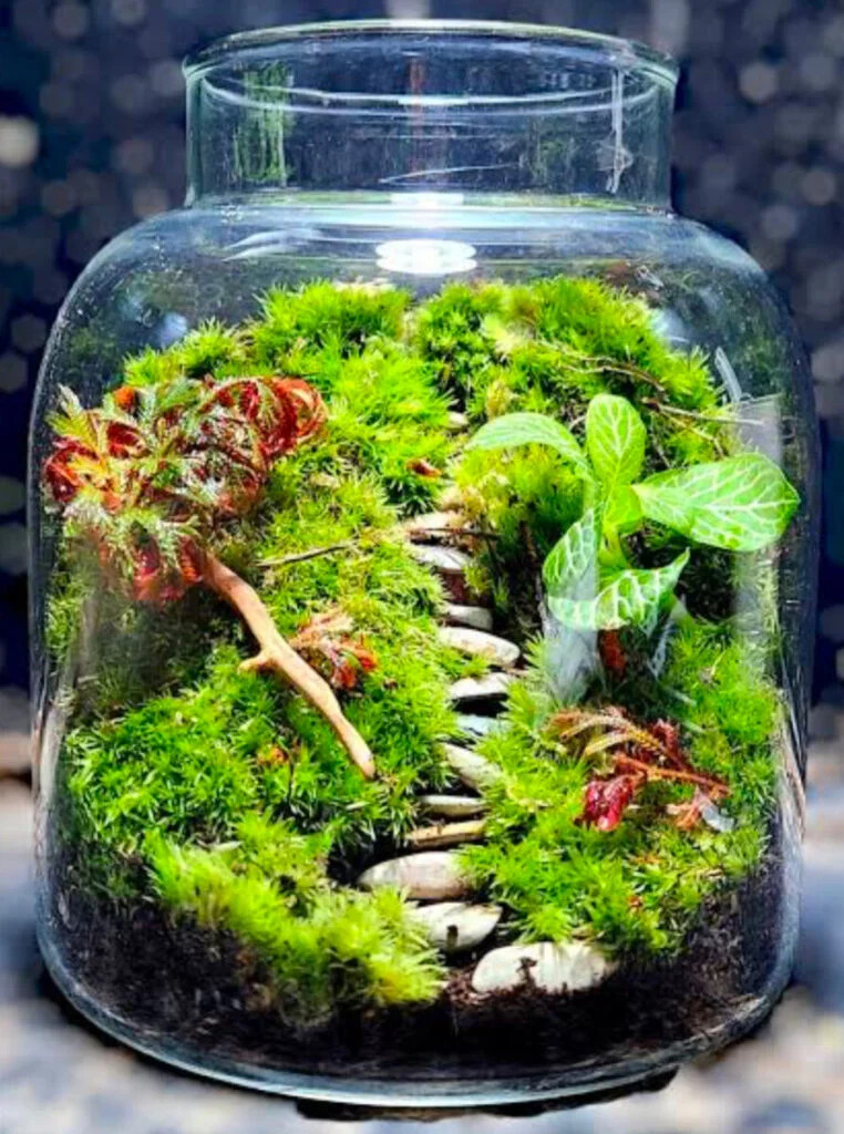 Beautifully aquascaped DSM Jarrarium 