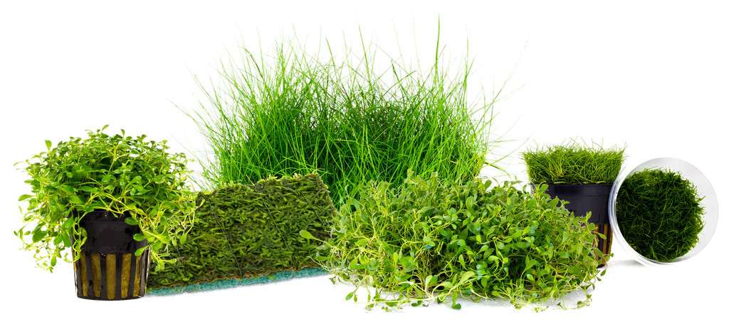 A few different cli8ppings from carpeting plants on a white background.