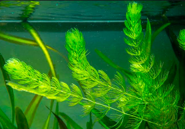 Hornworts