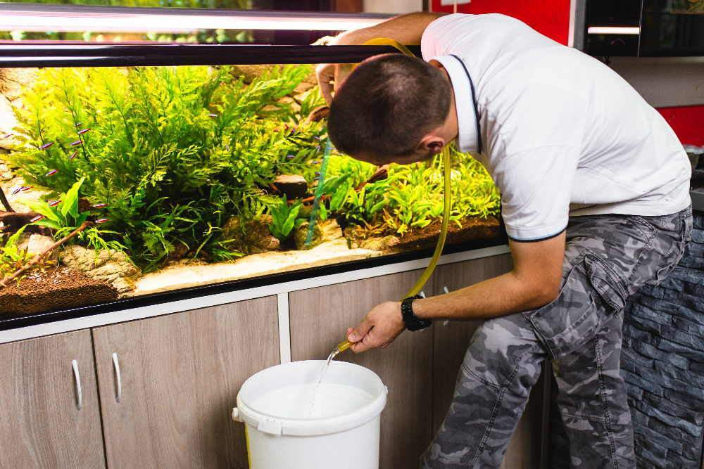 A hobbyist changing their tank water.