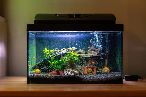 A small aquarium with a built in lid lighting kit.
