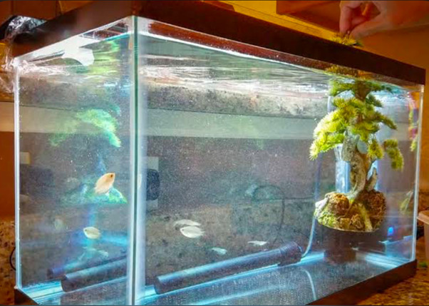 Quarantine tank.