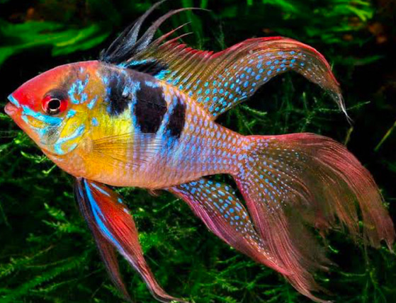 colorful cichlid in its planted tank.