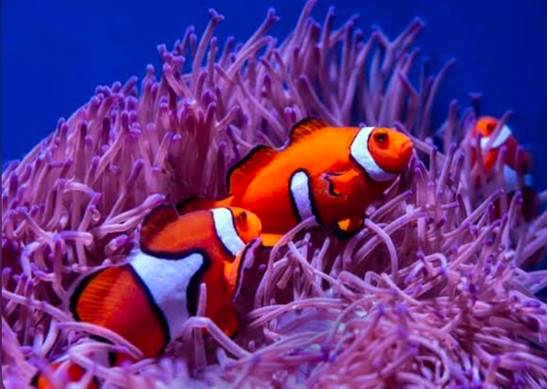 Clownfish in an anemone