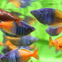 9 Colorful Fish That Shine in Summer-Themed Aquariums