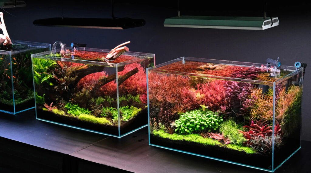 Planted tanks with CRI lighting