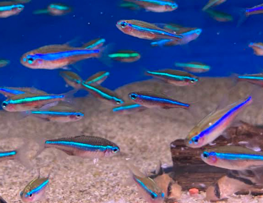 Neon tetras.