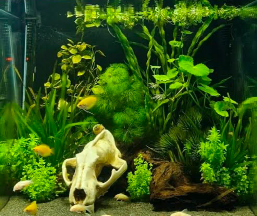 Gouramis in a planted tank.
