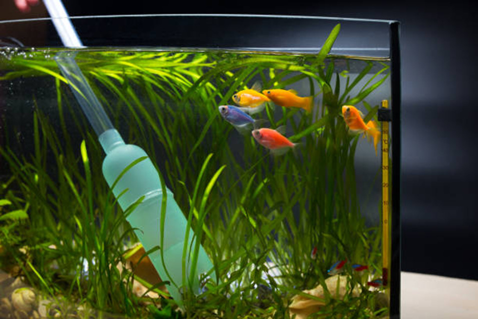 A siphon being used to clean the substrate of a planted aquarium of glo fish and mollies.