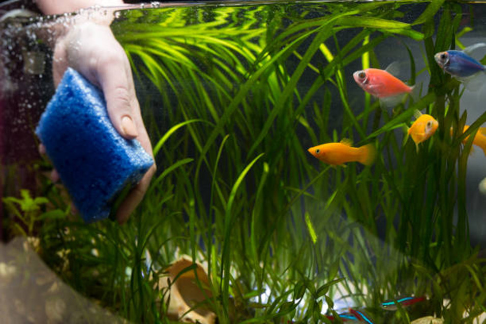 An aquarist using a sponge to clean the glass of their planted tank as the fish long on.