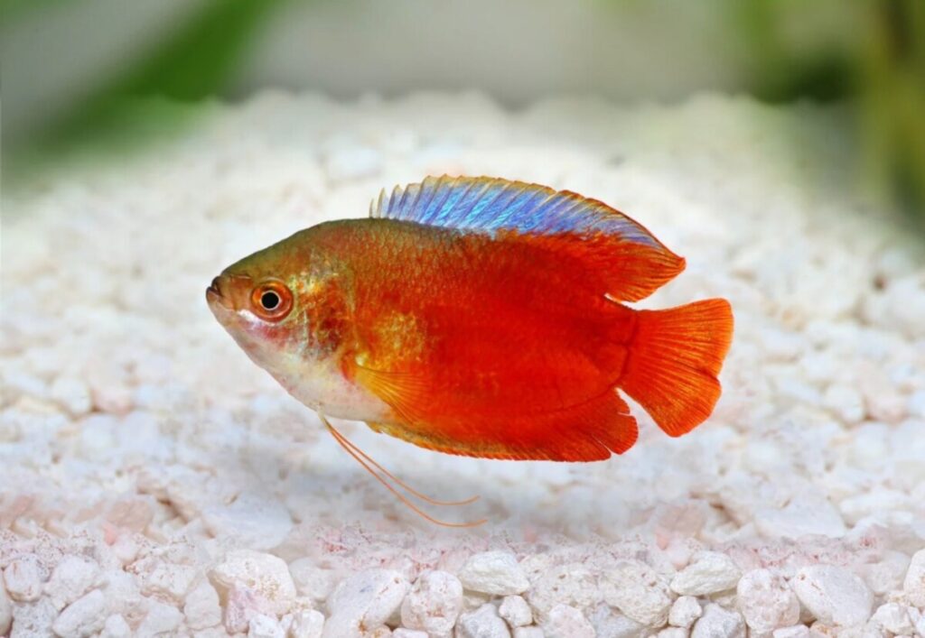 A Dwarf gourami swimming above its white rocky substate of its tank.