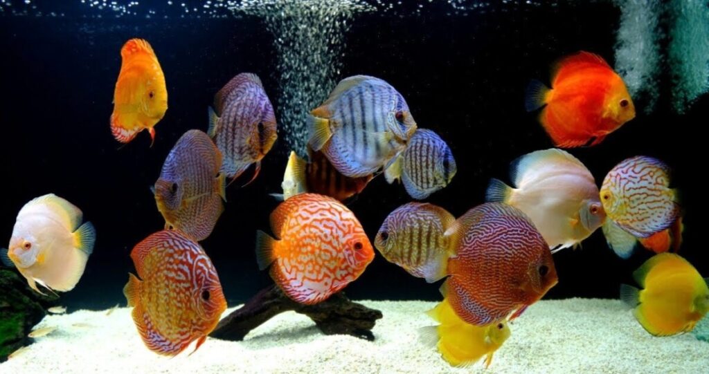 A tank of colorful discus swimming happily.