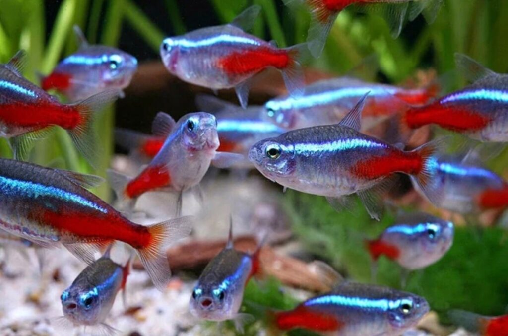 Neon & Cardinal Tetras in a planted tank.