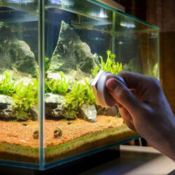 9 Autumn Aquarium Maintenance Tasks to Keep Fish Healthy