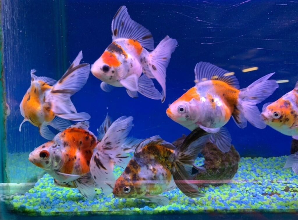 Goldfish.