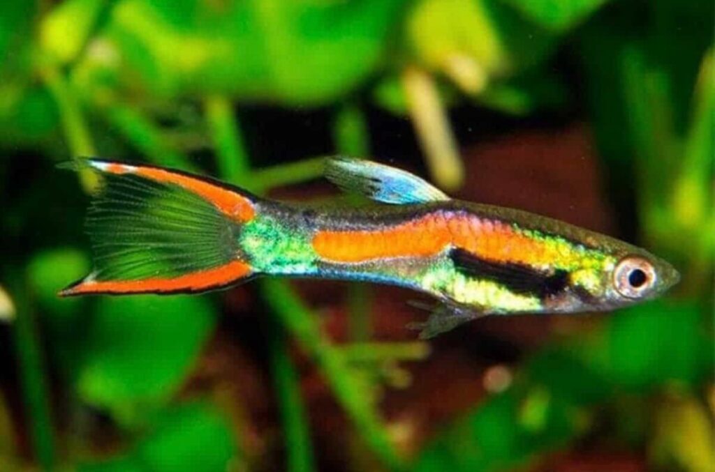 A colorful endler in its planted tank.