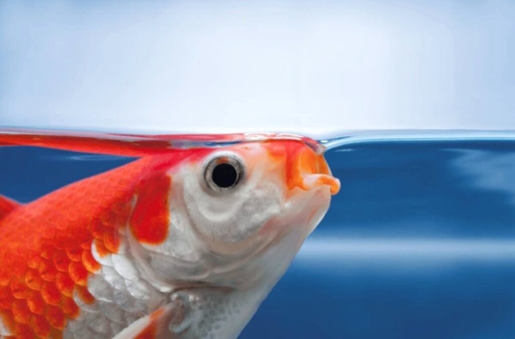 A goldfish gulping at the water's surface.