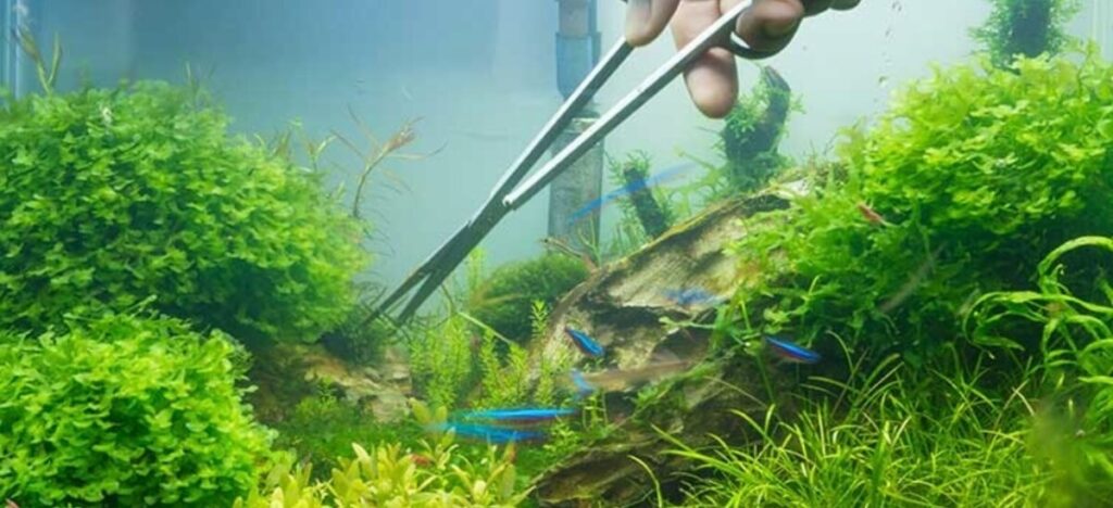 A fishkeeper using aquascaping scissors to prune plants in a planted tank.