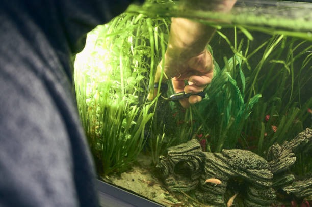 Fish keeper trimming plants in a well planted tank.