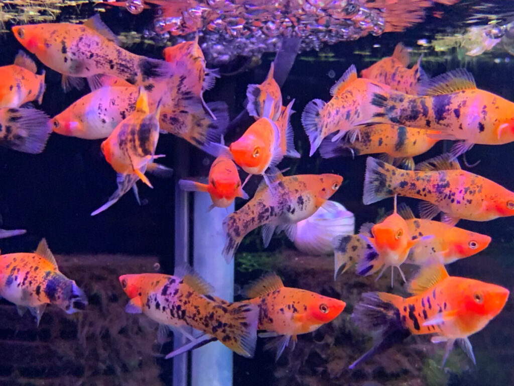 Tri color swordtails.