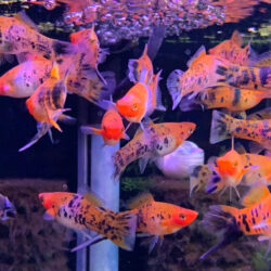 9 Warm-Toned Fish for a Cozy Fall-Themed Aquarium