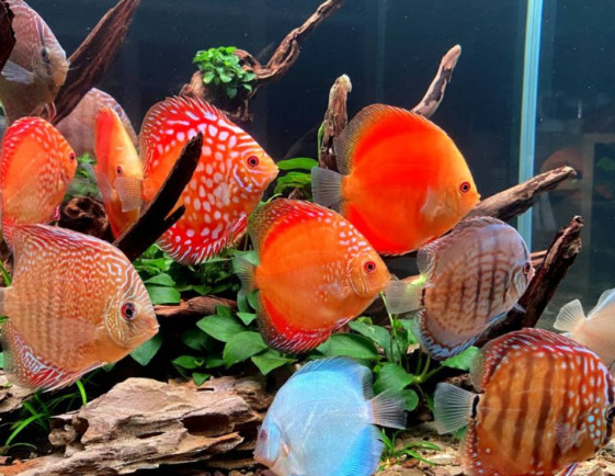 Vibrantly colored Discus in a planted tank.