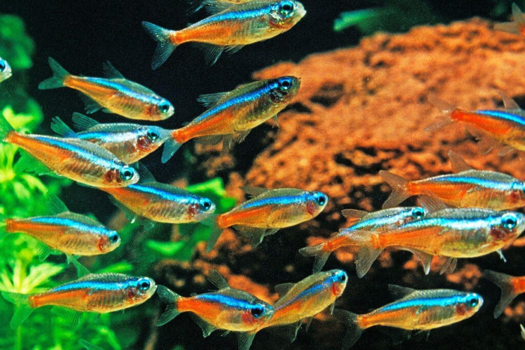 Colorful Neon Tetras in a planted tank.