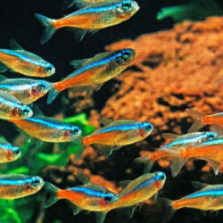 9 Fish That Bring Color to Your Tank During the Winter Months