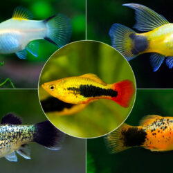 13 Types of Platies That Are Perfect for Beginner Aquarists