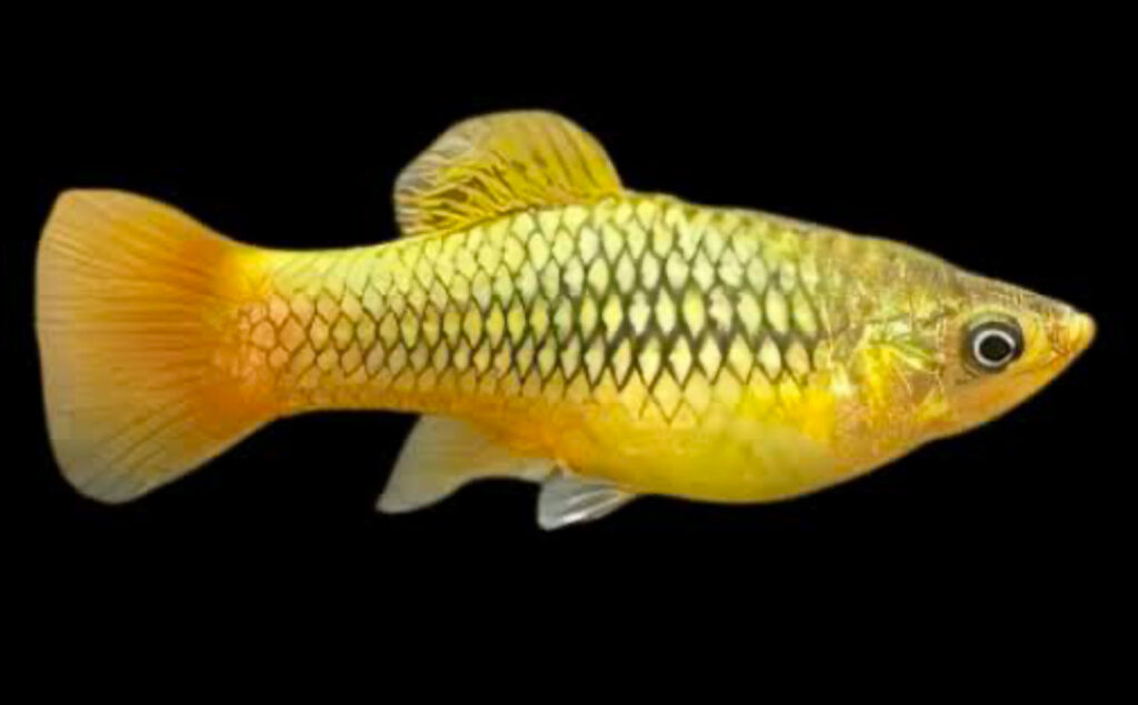 Gold Platy.