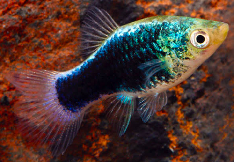 Green Lantern Platy.