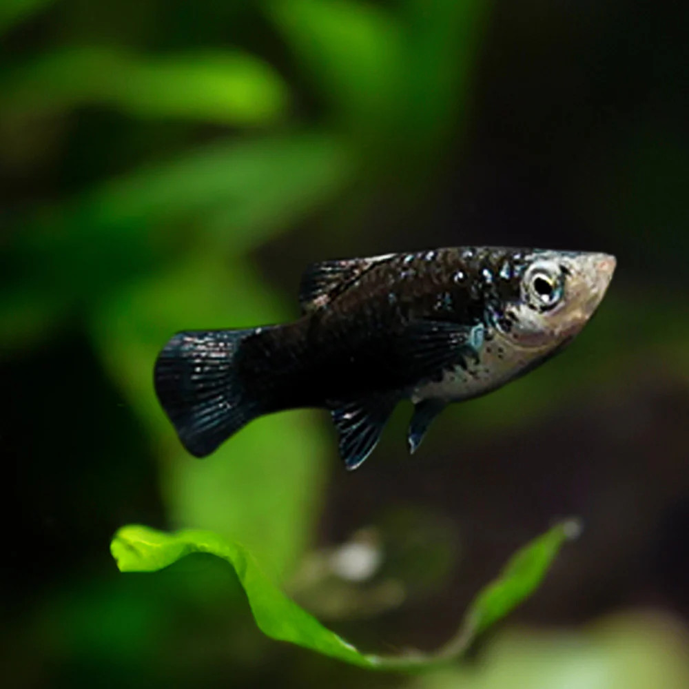 Black Platy.