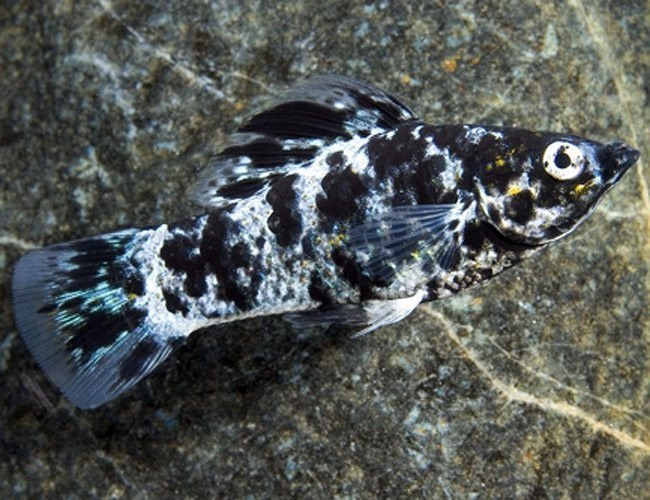 Dalmatian Platy