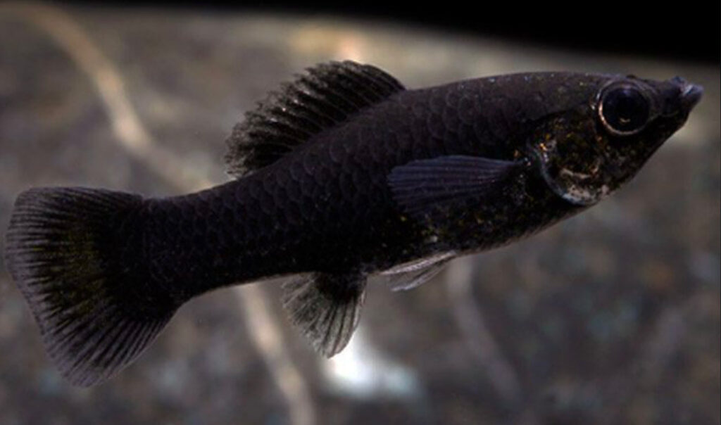 Black Molly