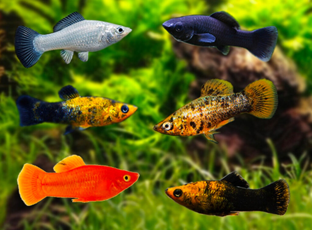A selection of 6 different mollies on a green planted blurred background.