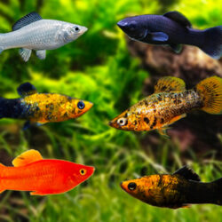 12 Types of Mollies That Make Perfect Beginner Fish
