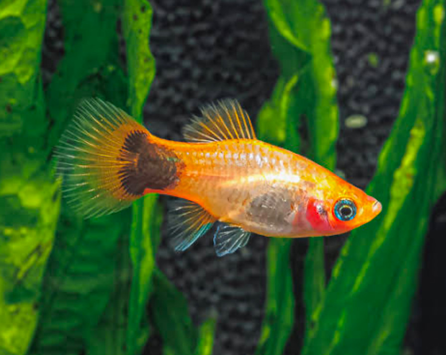 Mickey Mouse Platy fish