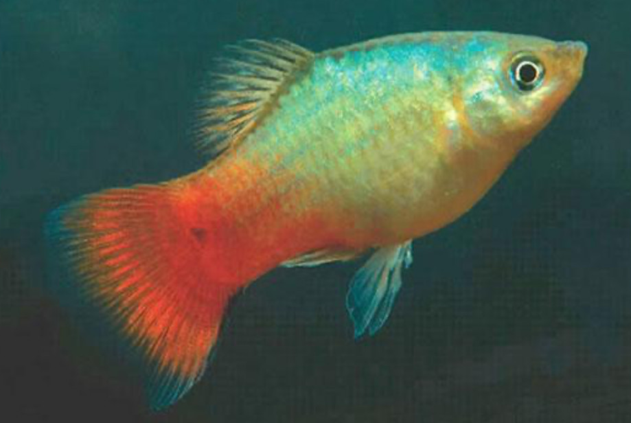 Blue Coral Platy.